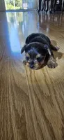 Girl , a female Yorkshire Terrier for sale in Sacramento, CA – 10 of 10