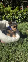  Boy, a male Yorkshire Terrier for sale in Sacramento, CA – 8 of 10