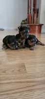 Big boy , a male Yorkshire Terrier for sale in Sacramento, CA – 7 of 10