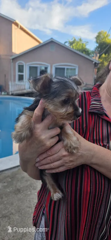 Big boy  – Yorkshire Terrier puppy for sale in Sacramento, CA