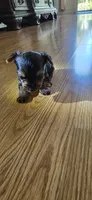Little girl , a female Yorkshire Terrier for sale in Sacramento, CA – 4 of 10