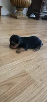 Big boy , a male Yorkshire Terrier for sale in Sacramento, CA – 2 of 10