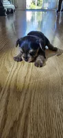 Little girl , a female Yorkshire Terrier for sale in Sacramento, CA – 3 of 10