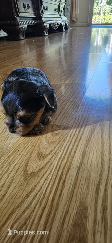 Girl  – Yorkshire Terrier puppy for sale in Sacramento, CA