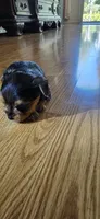 Girl , a female Yorkshire Terrier for sale in Sacramento, CA – 1 of 10