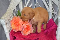 Bella, a female Golden Retriever for sale in Owen, WI – 2 of 5