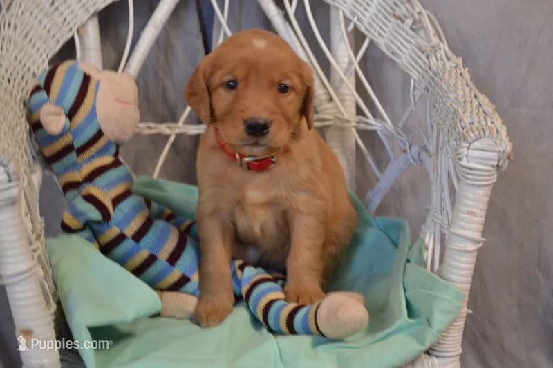 Buster – Golden Retriever puppy for sale in Owen, WI