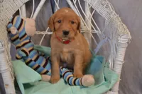 Buster, a male Golden Retriever for sale in Owen, WI – 1 of 6