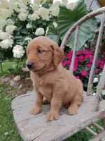 Hazel, a female Golden Retriever for sale in Owen, WI – 4 of 6