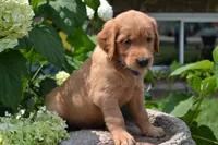 Harry, a male Golden Retriever for sale in Owen, WI – 2 of 7