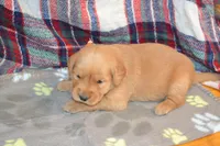Mandy, a female Golden Retriever for sale in Owen, WI – 1 of 4