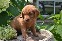 Hans, a male Golden Retriever for sale in Owen, WI – 3 of 7