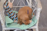 Bowser, a male Golden Retriever for sale in Owen, WI – 4 of 5