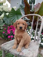 Heather, a female Golden Retriever for sale in Owen, WI – 5 of 6