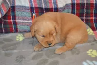 Mandy, a female Golden Retriever for sale in Owen, WI – 4 of 4