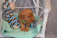 Boxer, a male Golden Retriever for sale in Owen, WI – 4 of 5