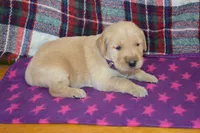 Marshmellow, a female Golden Retriever for sale in Owen, WI – 4 of 4