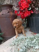 Bindi, a female Golden Retriever for sale in Owen, WI – 4 of 4