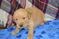 Mason, a male Golden Retriever for sale in Owen, WI – 2 of 4