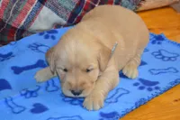 Milo, a male Golden Retriever for sale in Owen, WI – 4 of 4