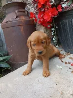 Bubbles, a female Golden Retriever for sale in Owen, WI – 4 of 4