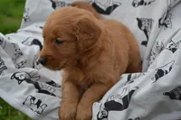 Roxann orange collar, a female Golden Retriever for sale in Owen, WI – 1 of 2