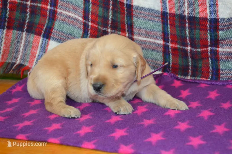 Marshmellow – Golden Retriever puppy for sale in Owen, WI