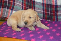 Marshmellow, a female Golden Retriever for sale in Owen, WI – 1 of 4