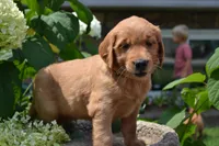 Homer, a male Golden Retriever for sale in Owen, WI – 1 of 7