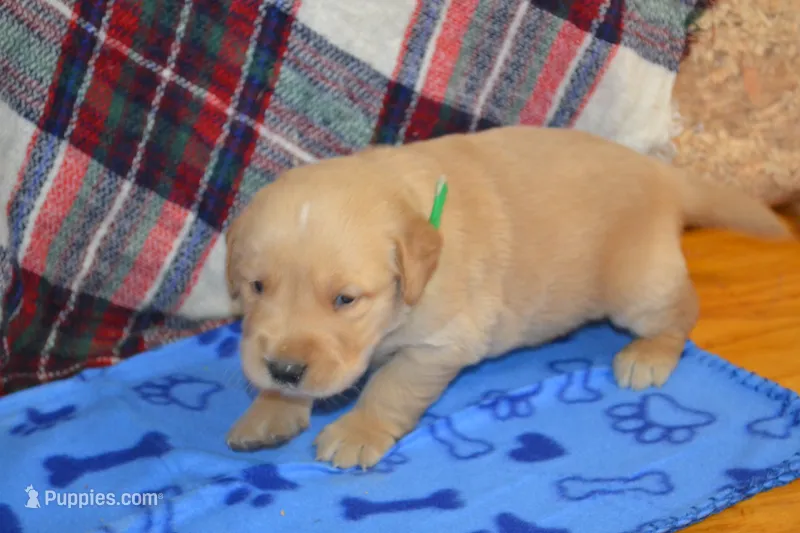 Mason – Golden Retriever puppy for sale in Owen, WI