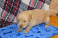 Mason, a male Golden Retriever for sale in Owen, WI – 1 of 4