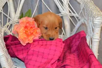 Bena, a female Golden Retriever for sale in Owen, WI – 1 of 5