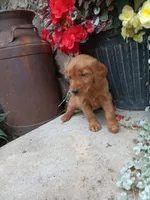 Bubbles, a female Golden Retriever for sale in Owen, WI – 2 of 4