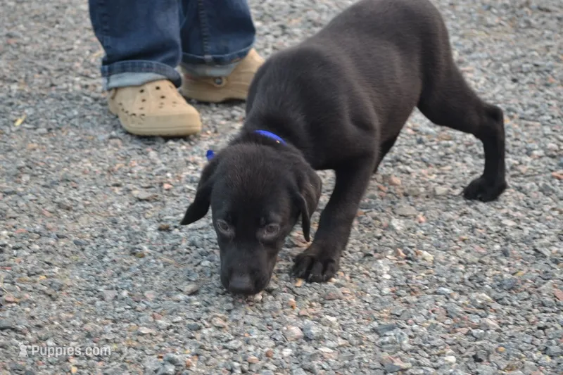 Blue Collar – Labrador Retriever puppy for sale in Owen, WI