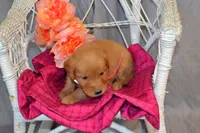 Bubbles, a female Golden Retriever for sale in Owen, WI – 4 of 5