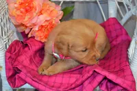 Bubbles, a female Golden Retriever for sale in Owen, WI – 3 of 5