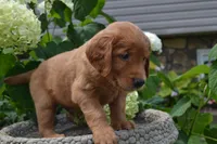 Hugo, a male Golden Retriever for sale in Owen, WI – 2 of 6