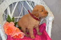 Bena, a female Golden Retriever for sale in Owen, WI – 3 of 5