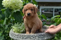 Hank, a male Golden Retriever for sale in Owen, WI – 2 of 8