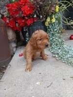 Babe, a female Golden Retriever for sale in Owen, WI – 4 of 4