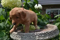 Harley, a male Golden Retriever for sale in Owen, WI – 7 of 7