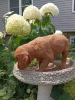 Howie, a male Golden Retriever for sale in Owen, WI – 2 of 6