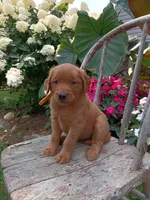 Hailey, a female Golden Retriever for sale in Owen, WI – 2 of 5