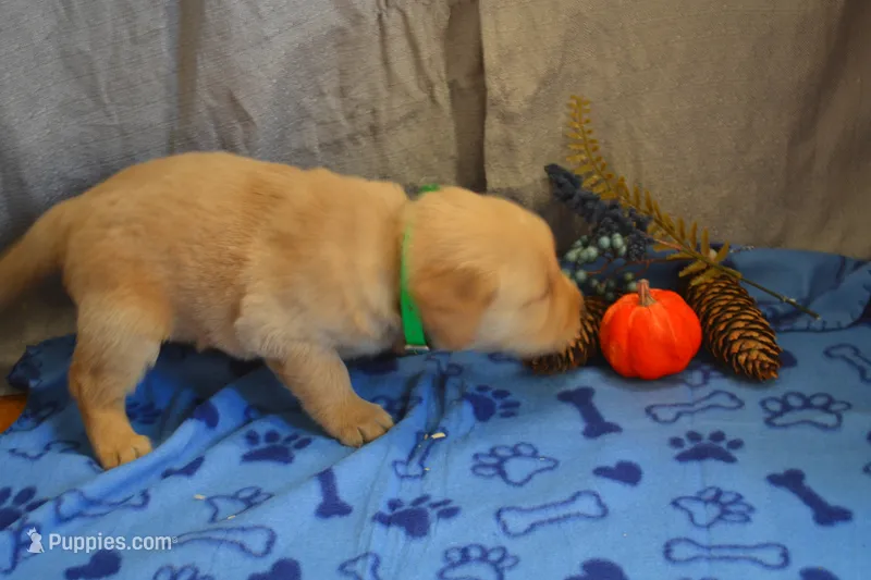 Mason – Golden Retriever puppy for sale in Owen, WI