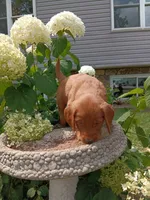 Howie, a male Golden Retriever for sale in Owen, WI – 4 of 6