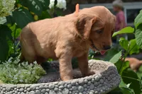 Homer, a male Golden Retriever for sale in Owen, WI – 6 of 7