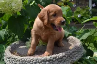 Harley, a male Golden Retriever for sale in Owen, WI – 6 of 7