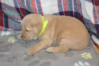 Morning, a female Golden Retriever for sale in Owen, WI – 2 of 4