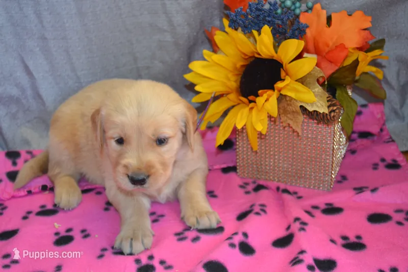 Marshmellow – Golden Retriever puppy for sale in Owen, WI