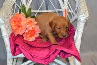 Bailey, a female Golden Retriever for sale in Owen, WI – 4 of 5